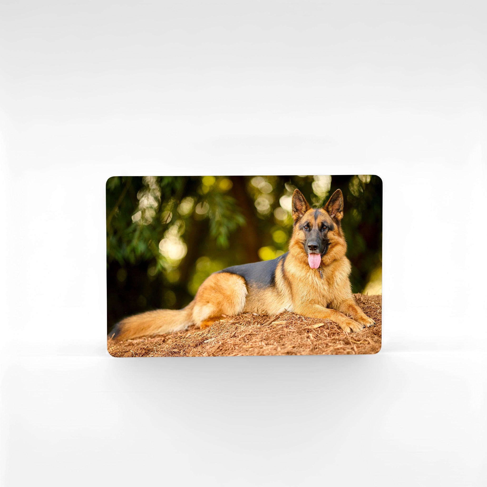 Landscape German Shepherd fridge magnet with vivid outdoor photo of long-haired GSD lying down, professionally printed metal photo magnet — great personalised German Shepherd gift or memorial keepsake.