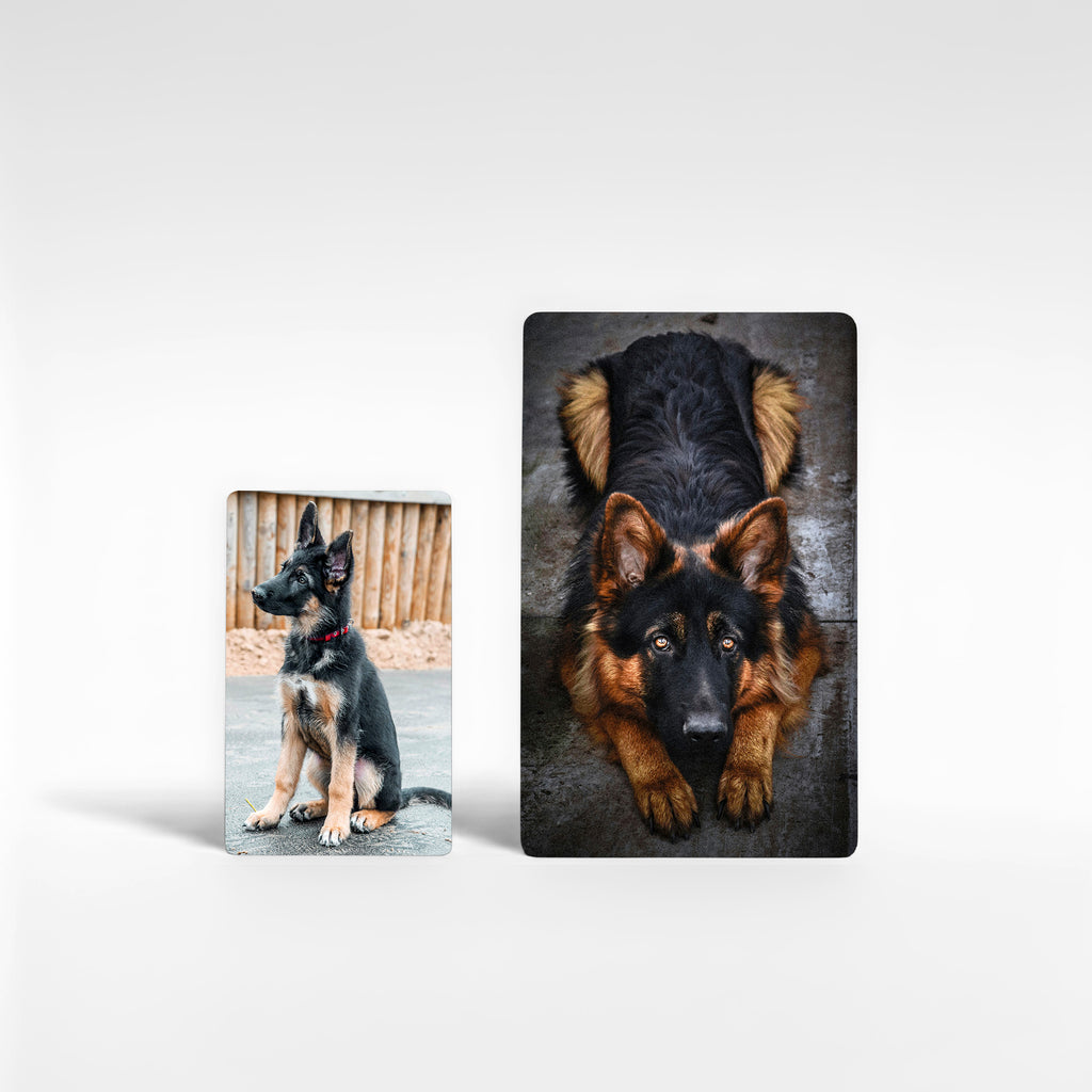 Two German Shepherd photo magnets in different sizes featuring puppy and adult GSD portraits on aluminium — customisable dog photo magnets, perfect German Shepherd gifts UK and owner keepsakes.
