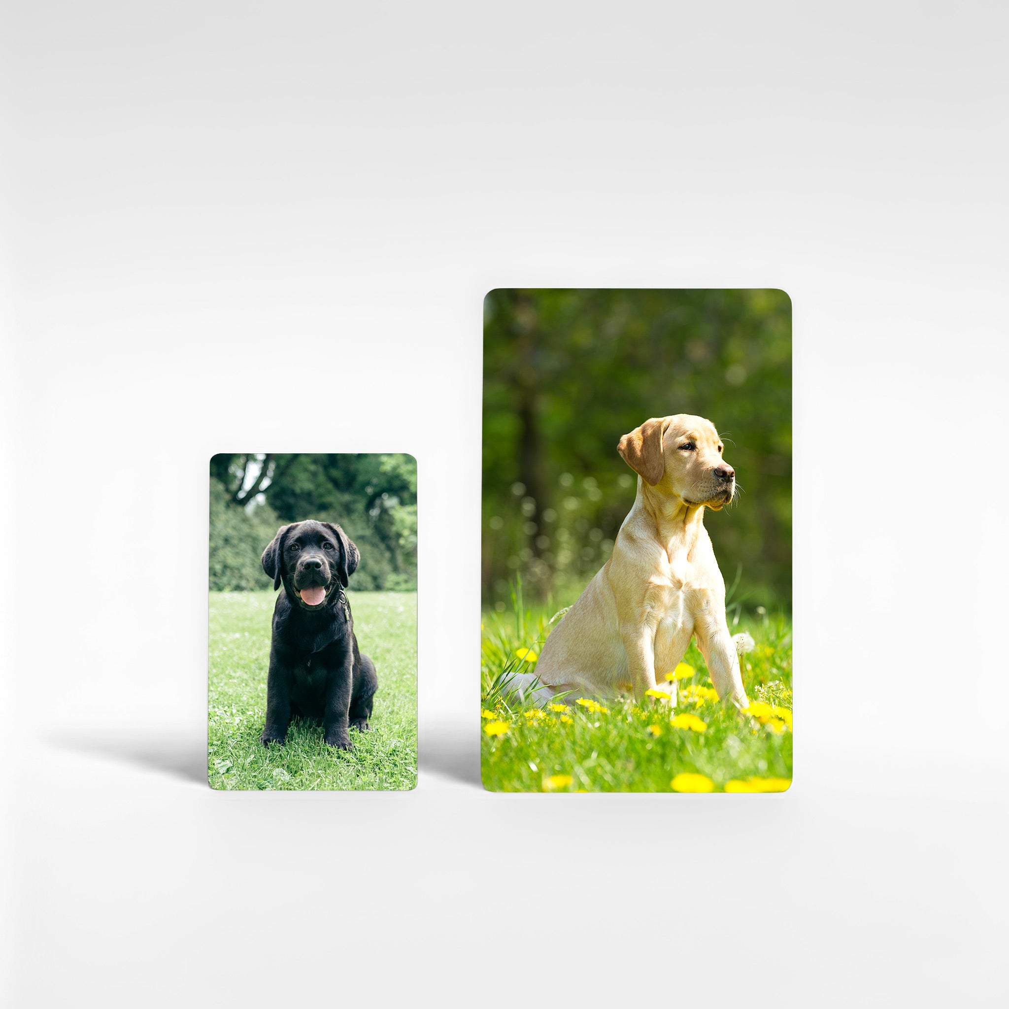 Two personalised Labrador fridge magnets in small and large sizes featuring black and yellow Labradors, custom Labrador photo gifts UK.
