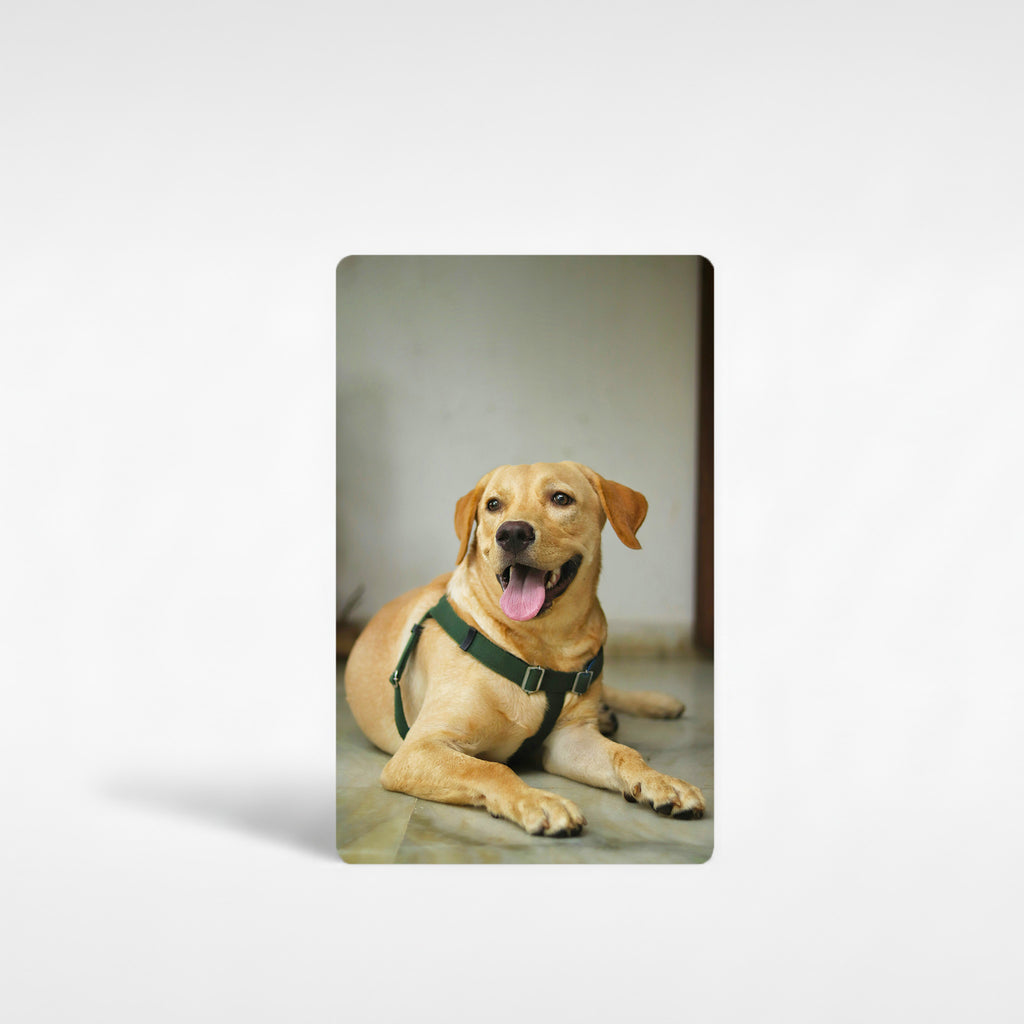 Personalised Labrador fridge magnet with photo of yellow Labrador dog printed on glossy aluminium, custom photo gift for Labrador owners.