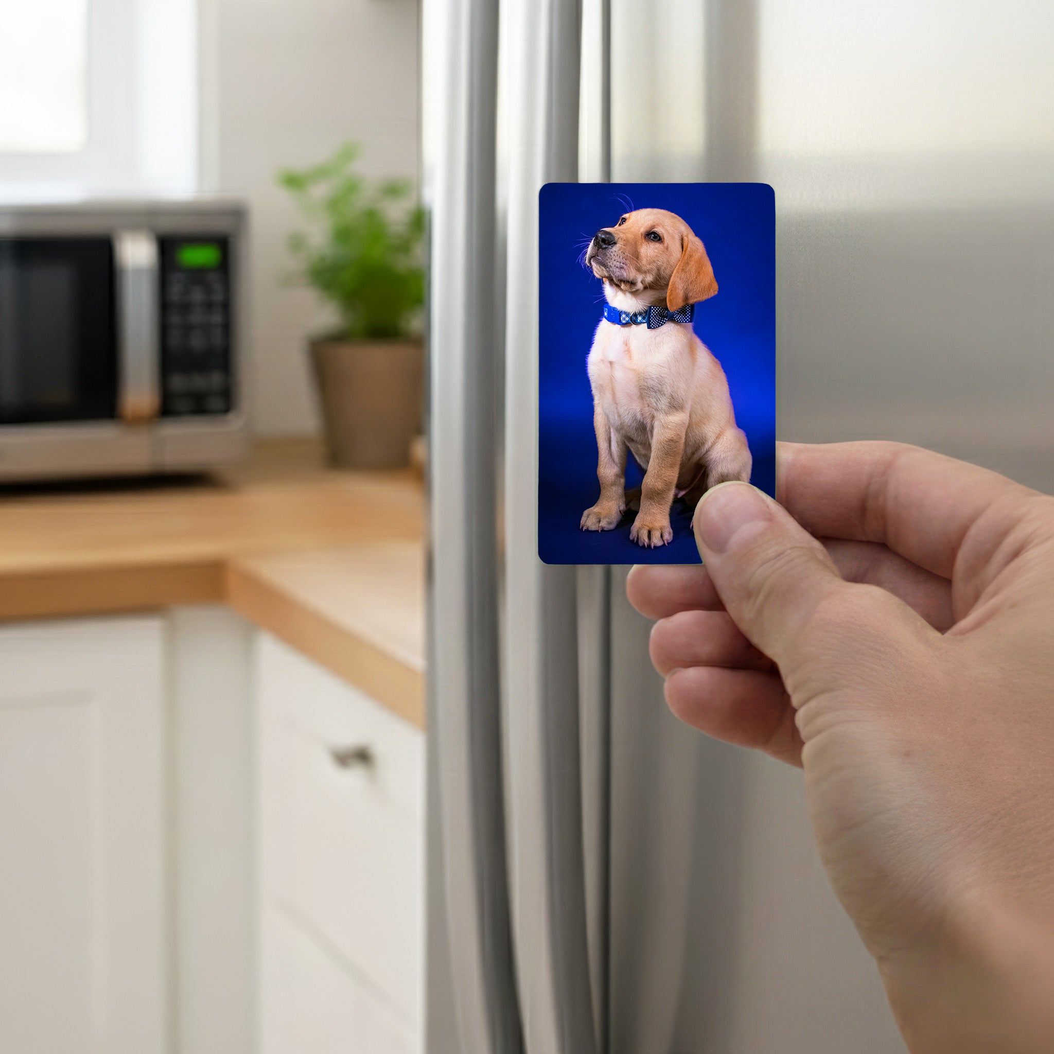 Hand holding personalised Labrador photo fridge magnet on kitchen fridge door, perfect Labrador lover gift and home décor accessory.