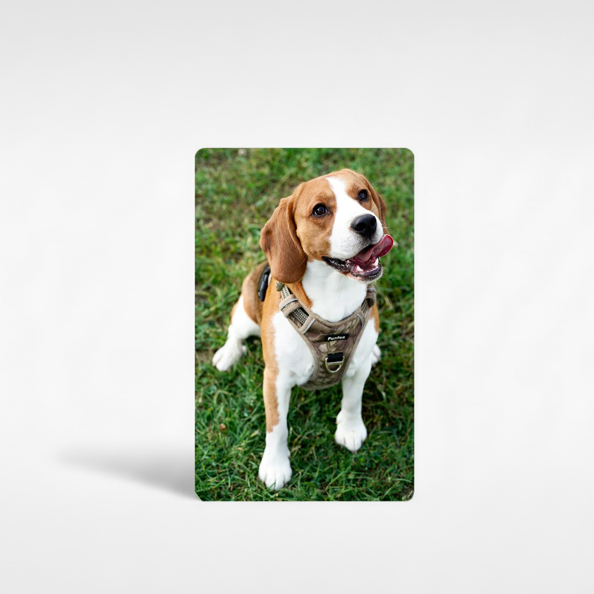 Personalised Beagle fridge magnet showing a smiling beagle in harness on grass – custom photo pet gift for beagle owners UK