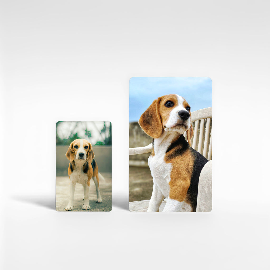 Two size options for personalised beagle fridge magnet – credit-card and large size – beagle merchandise & gifts uk