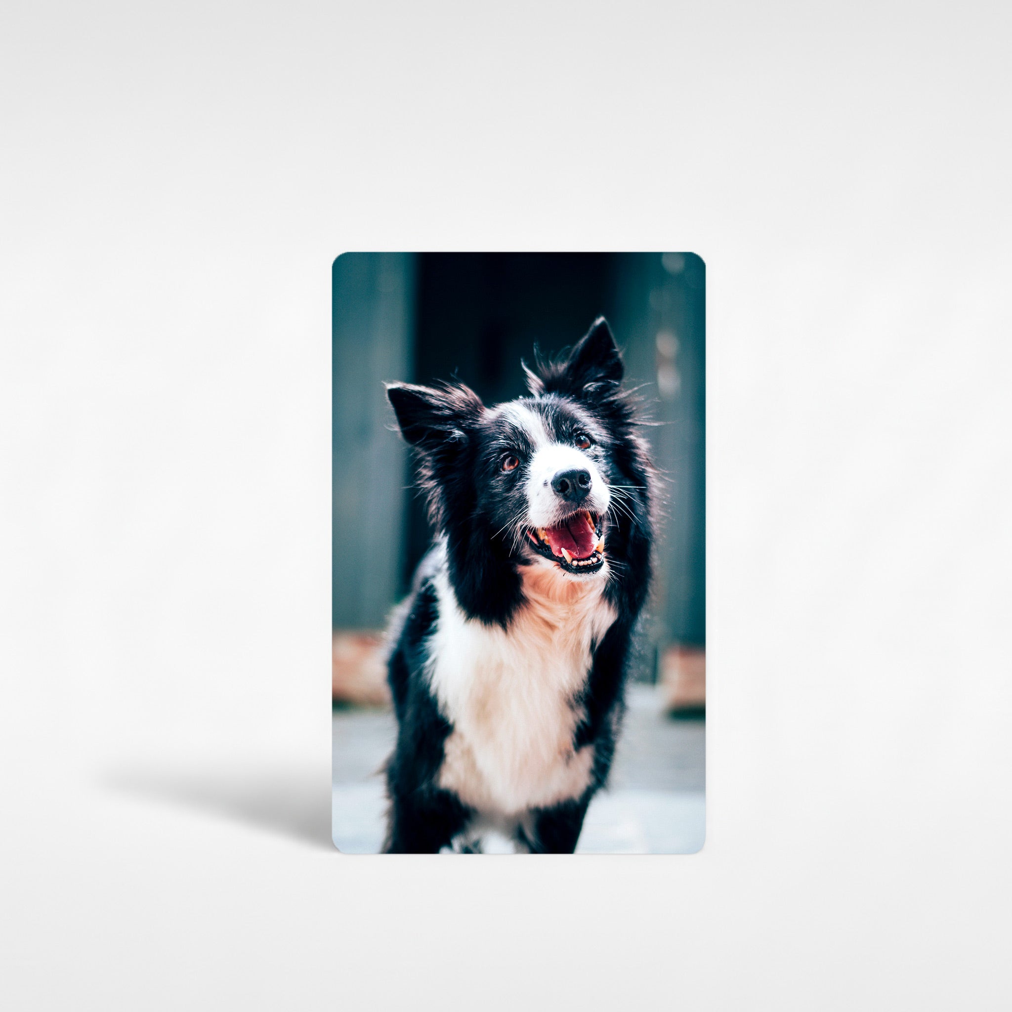 Personalised Border Collie fridge magnet featuring custom photo of happy black and white Collie – custom dog photo gift UK