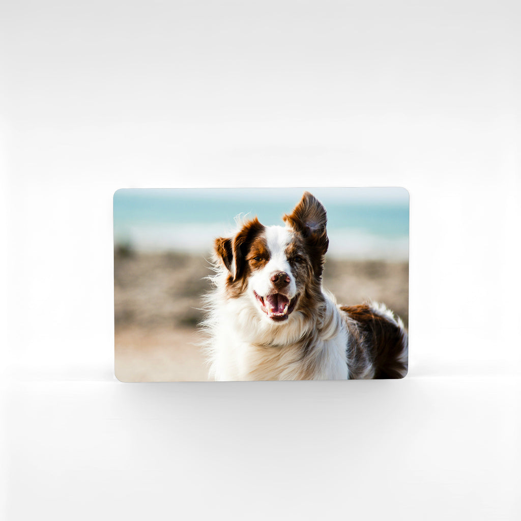 Custom Border Collie photo magnet in landscape style with beach background – personalised metal fridge magnet for dog owners