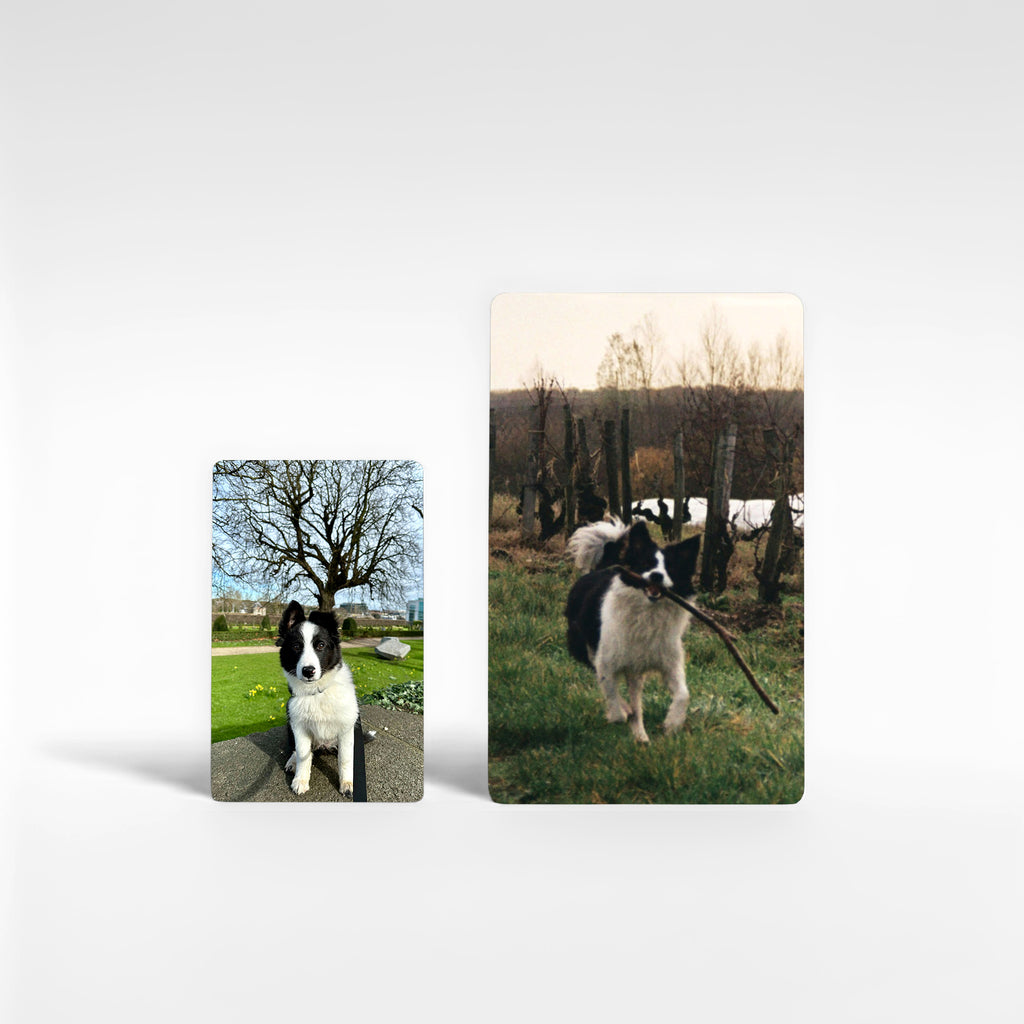 Two personalised Border Collie fridge magnets in medium and large sizes – custom photo magnets for Border Collie owners UK