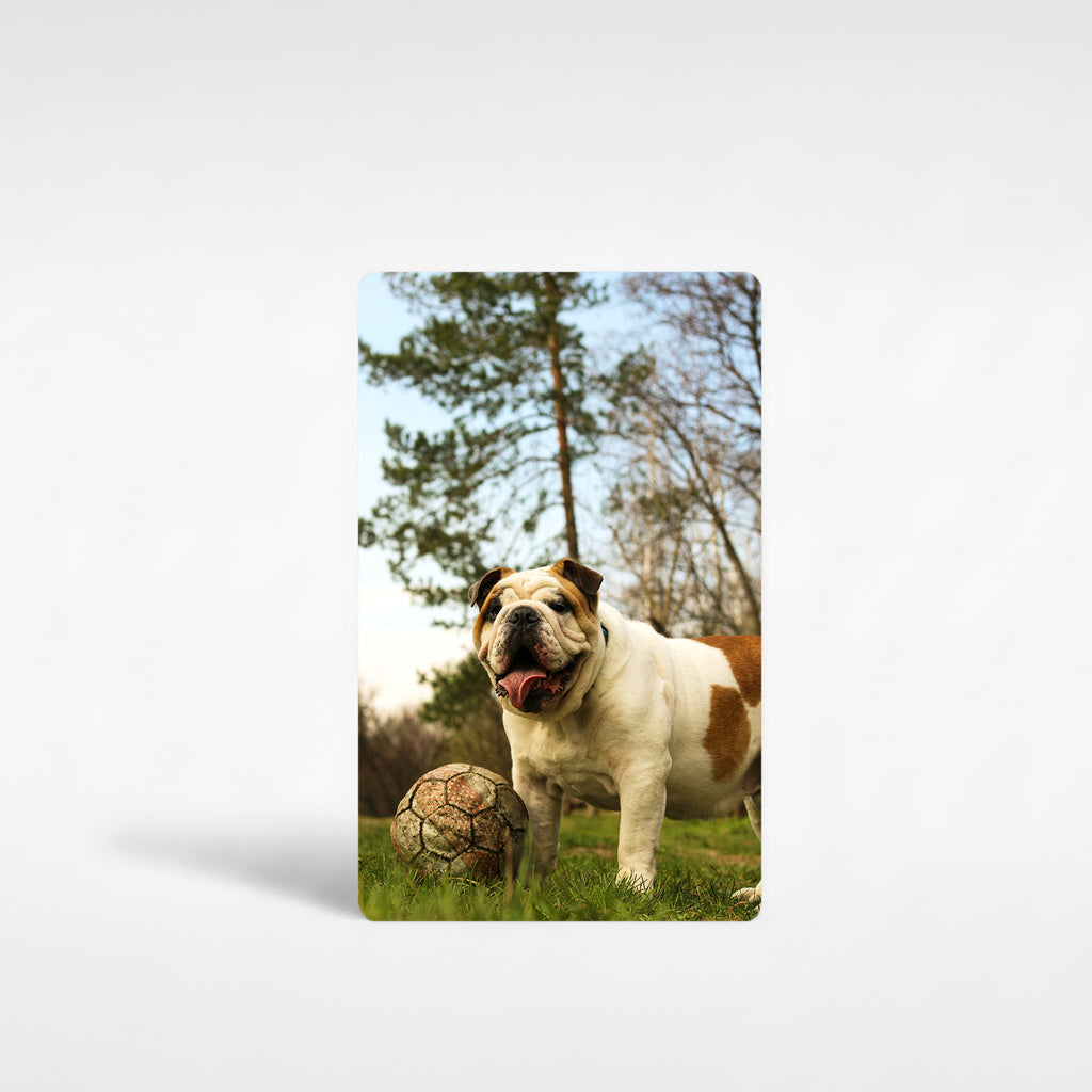 Custom English Bulldog fridge magnet featuring playful bulldog photo outdoors with a football, printed on metal