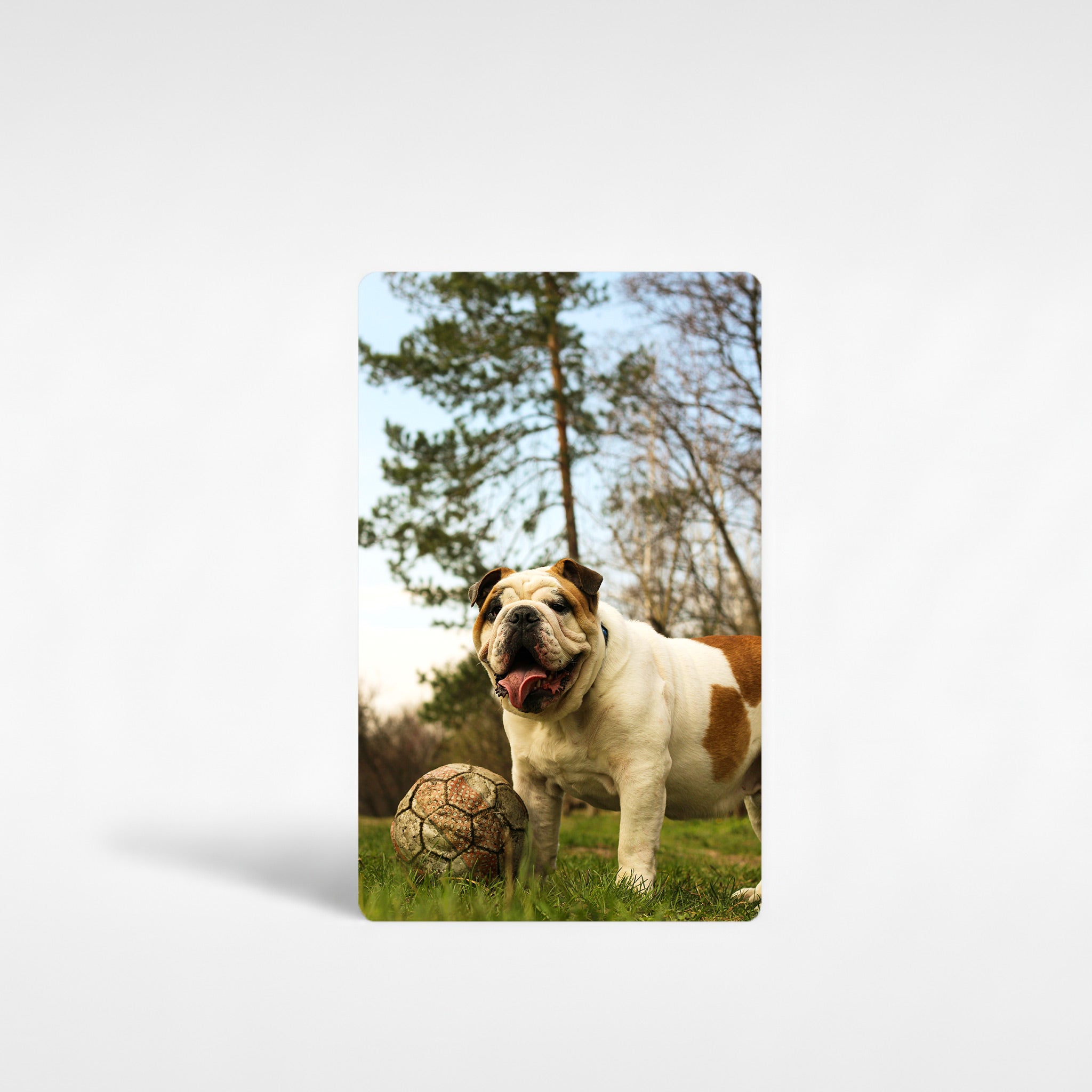 Custom English Bulldog fridge magnet featuring playful bulldog photo outdoors with a football, printed on metal