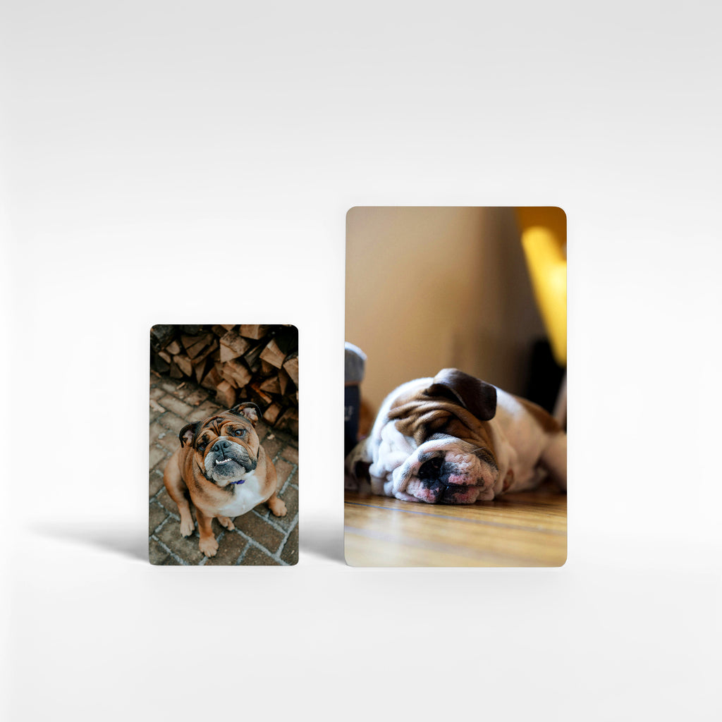 Two personalised English Bulldog fridge magnets in different sizes, showing the medium and large options