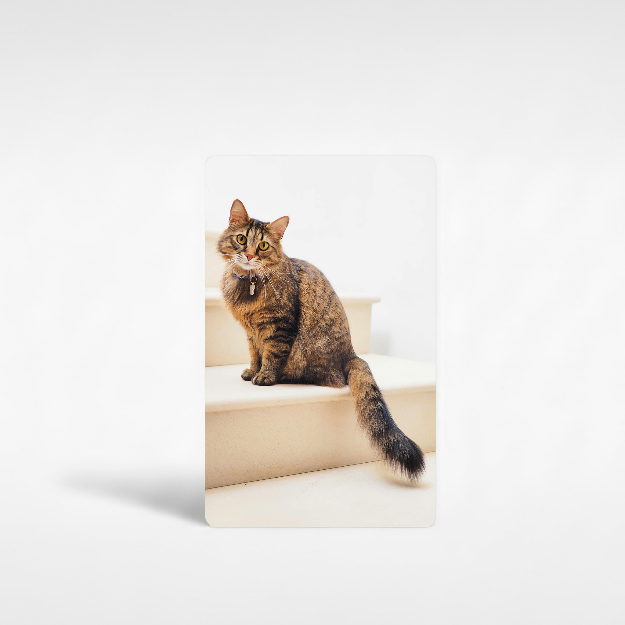 Custom cat photo fridge magnet printed on aluminium, featuring brown tabby cat sitting on white stairs – personalised pet gift for cat lovers
