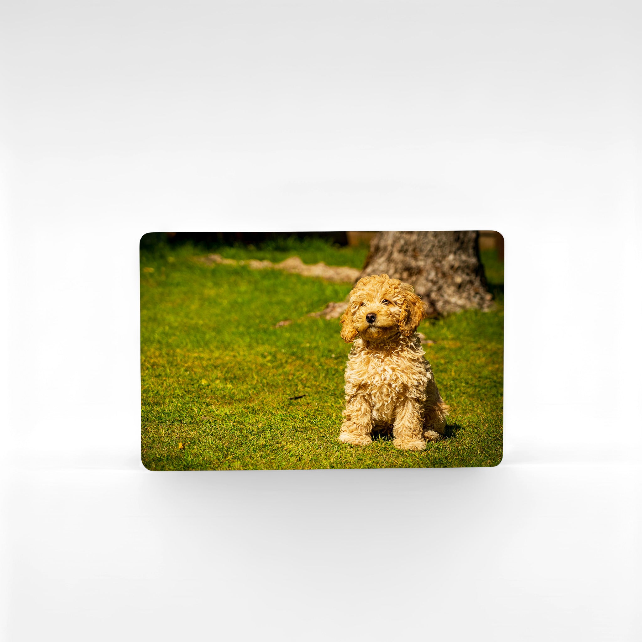Custom landscape Cockapoo fridge magnet printed in vibrant colour on durable metal — unique photo gift for cockapoo owners.