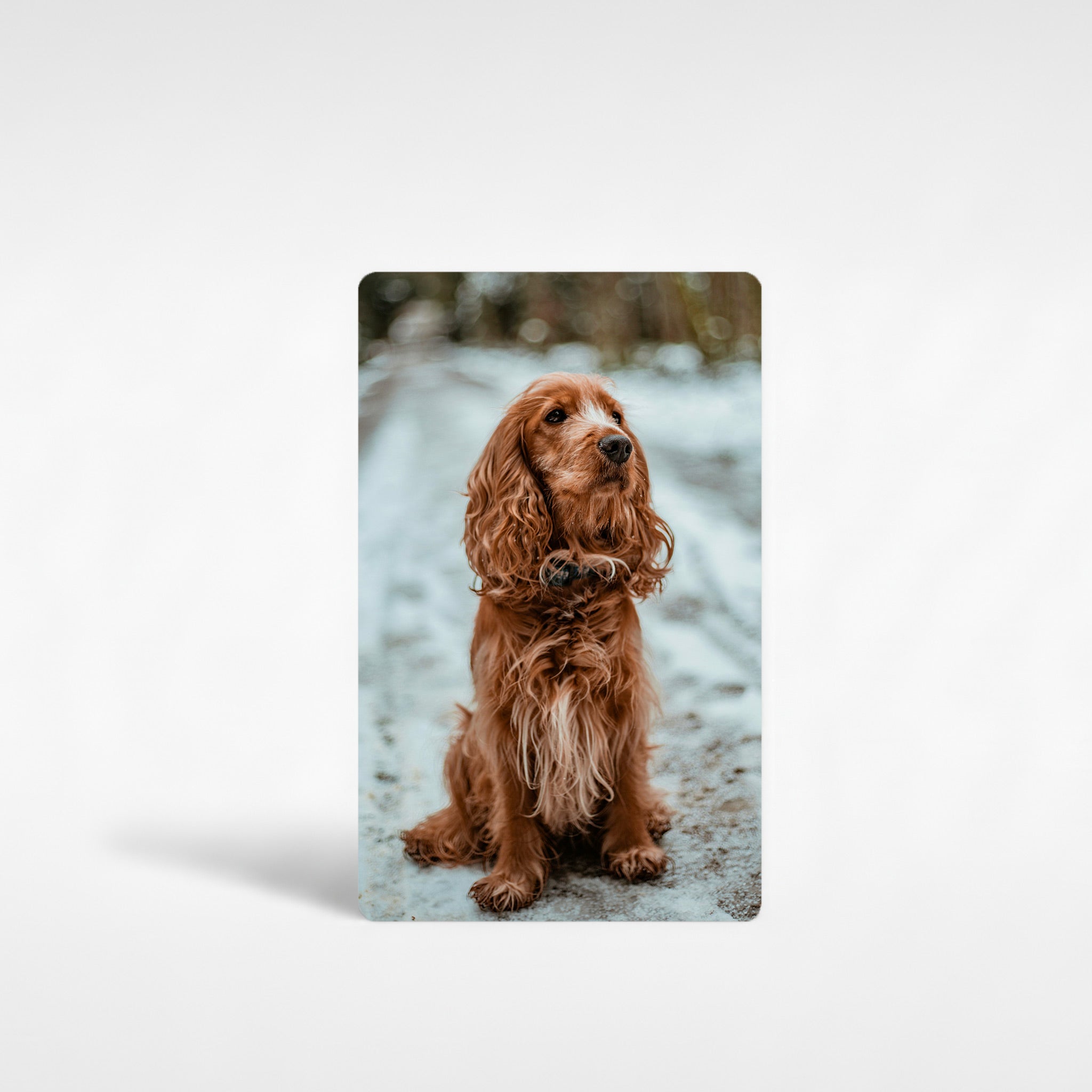 Personalised cocker spaniel fridge magnet featuring a golden spaniel sitting on a snowy path, custom printed on premium aluminium for vibrant, fade-resistant photo gifts.