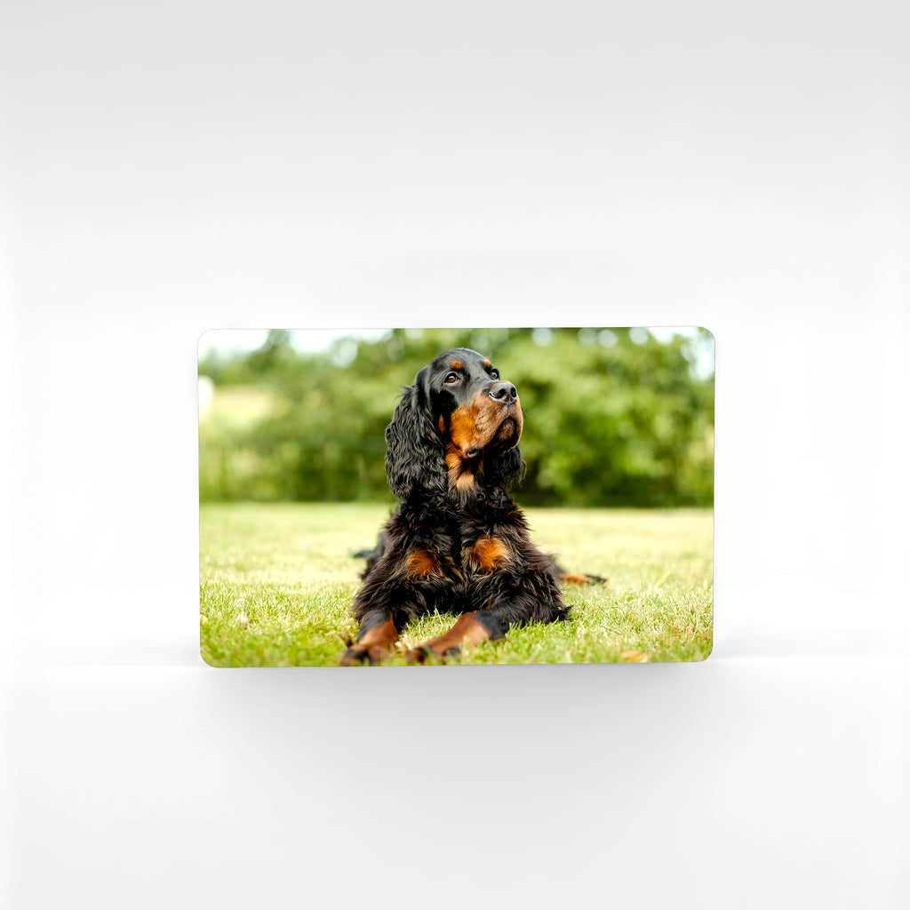 Custom cocker spaniel photo fridge magnet with a black and tan spaniel relaxing outdoors, printed in high-definition on durable aluminium metal.