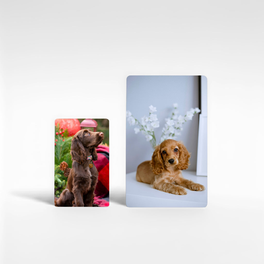Two personalised cocker spaniel fridge magnets in standard and large sizes, featuring adorable spaniel photos printed in stunning colour and detail.