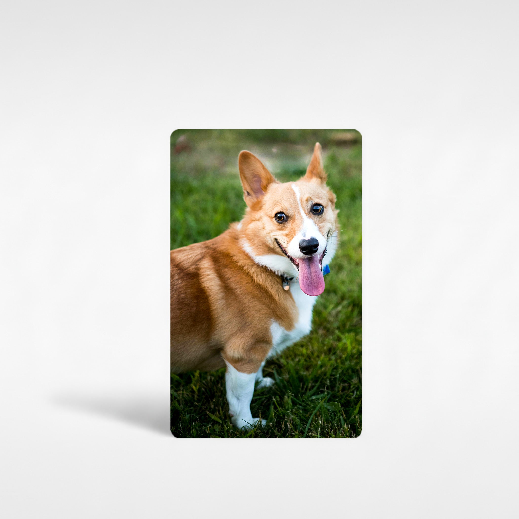 Personalised corgi fridge magnet featuring custom photo of a happy Pembroke Welsh corgi outdoors, perfect for corgi owner gifts and corgi merchandise.