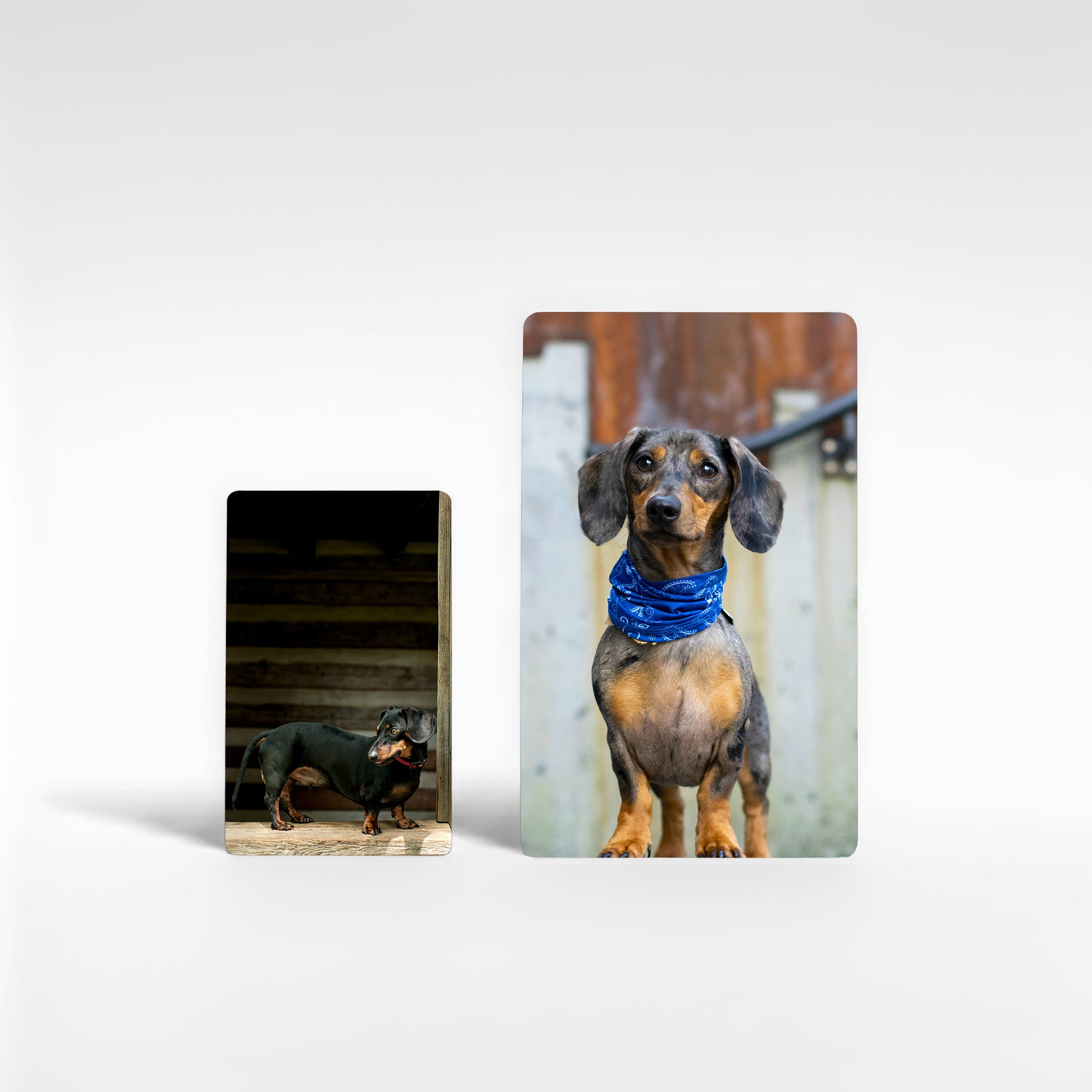 Two personalised dachshund photo magnets in different sizes – compact credit card size and extra-large option – custom sausage dog gifts printed on premium aluminium in England.