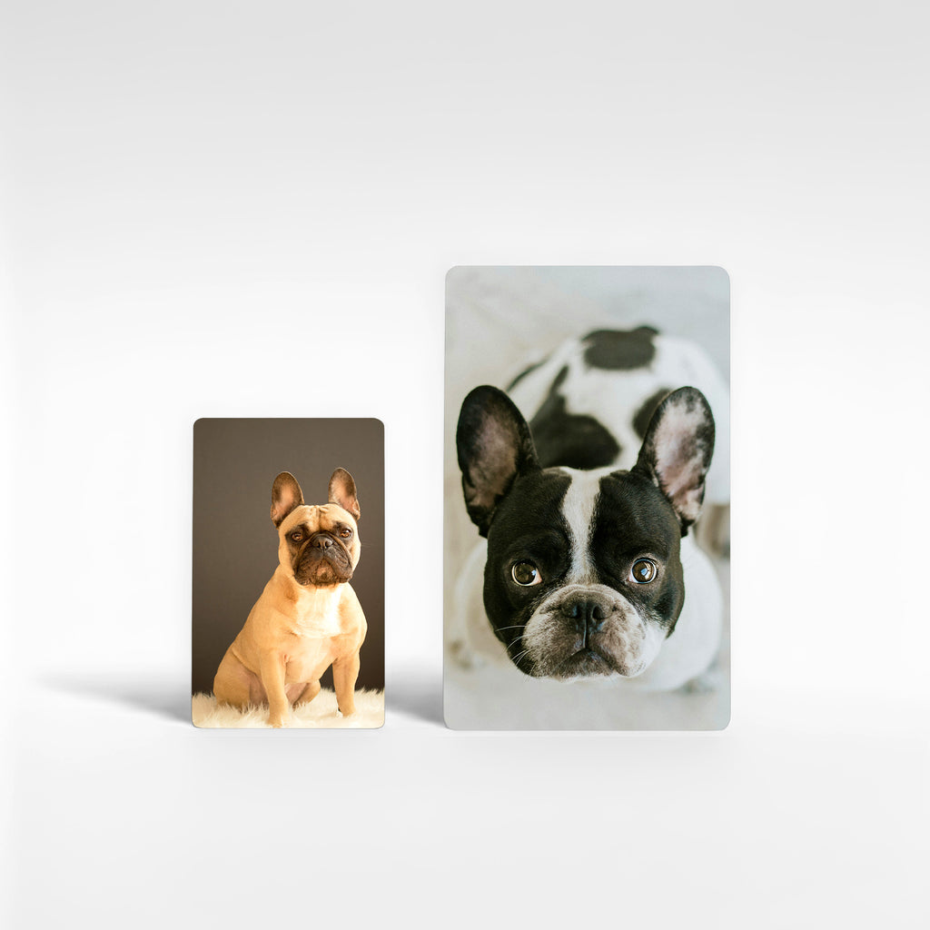 Two personalised French bulldog fridge magnets in different sizes featuring tan and black-and-white Frenchies.