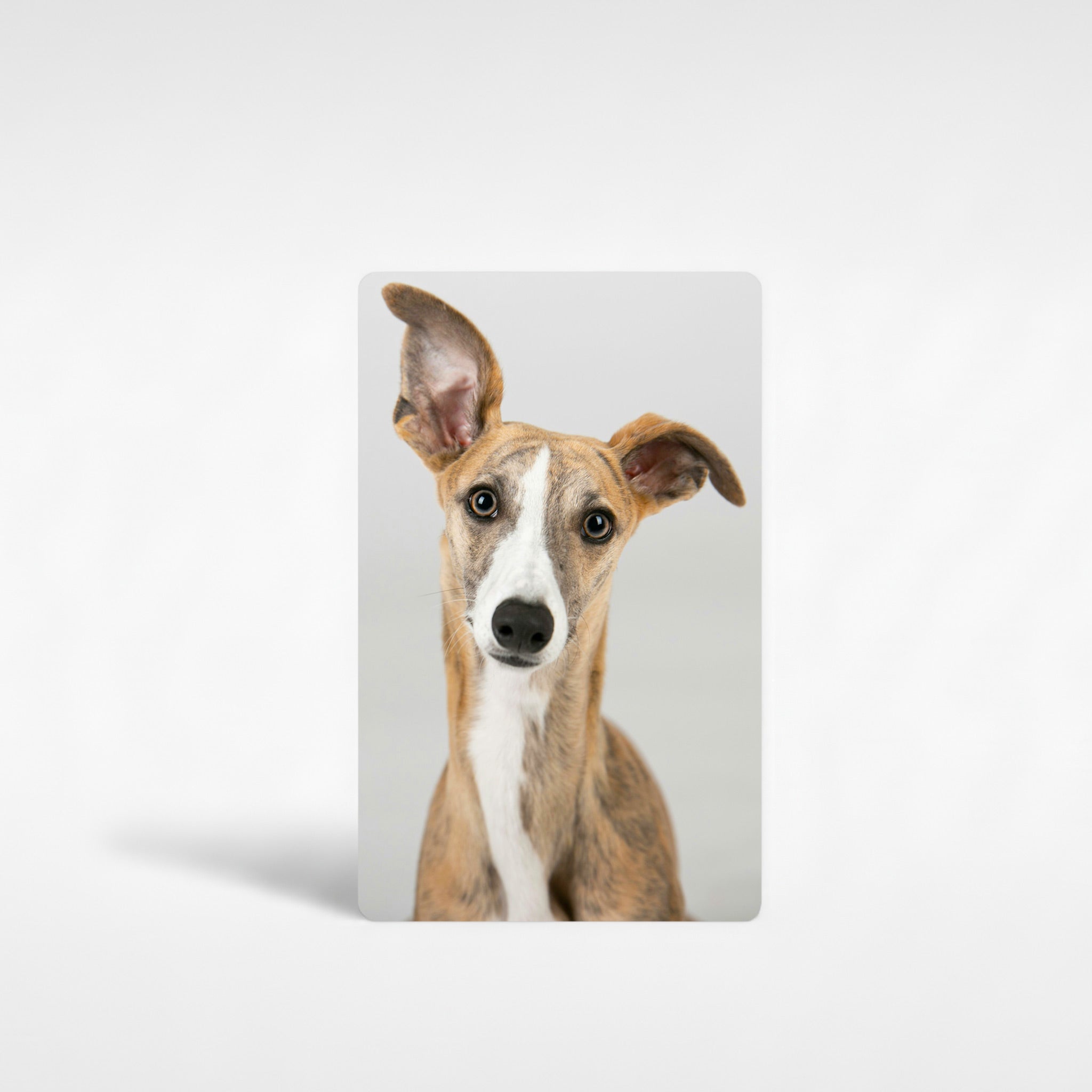 Custom greyhound fridge magnet featuring close-up photo of a brindle greyhound with upright ears on neutral background