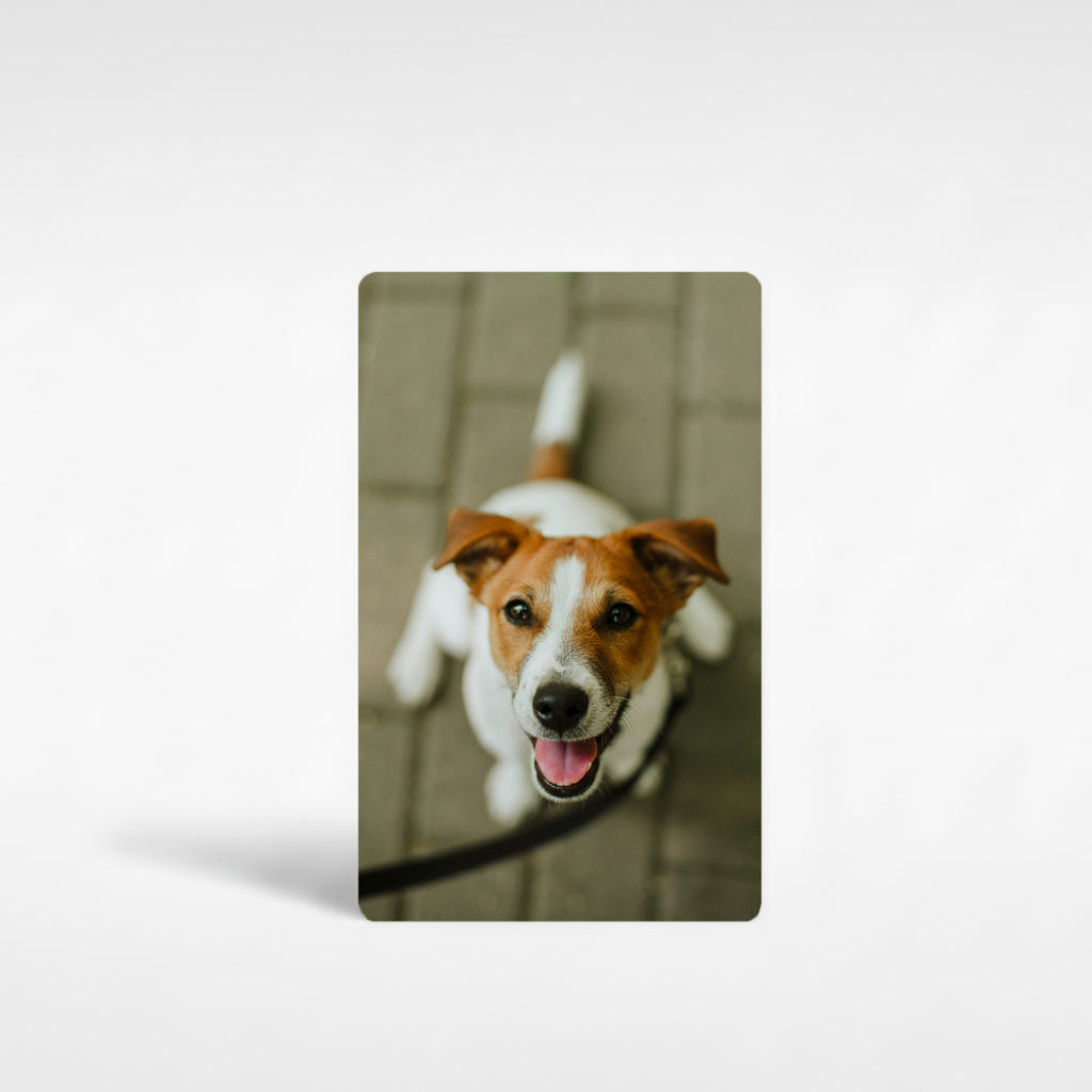 Personalised Jack Russell fridge magnet featuring happy terrier photo, ideal Jack Russell gifts UK