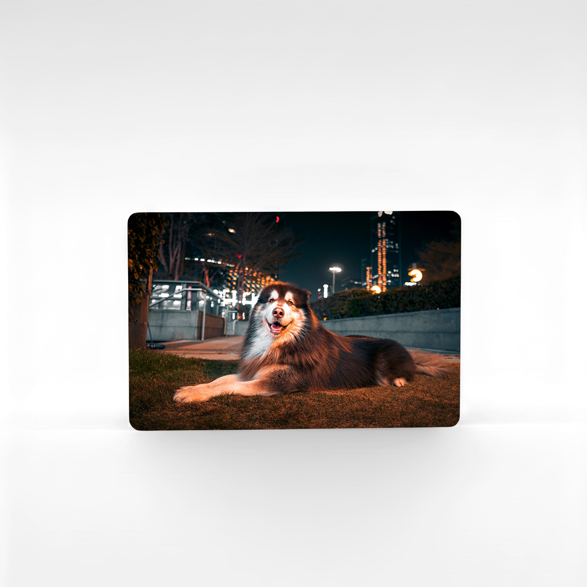 Custom Alaskan Malamute fridge magnet with photo of Malamute lying on grass at night in city lights — unique Malamute merchandise and personalised dog lover gift UK.