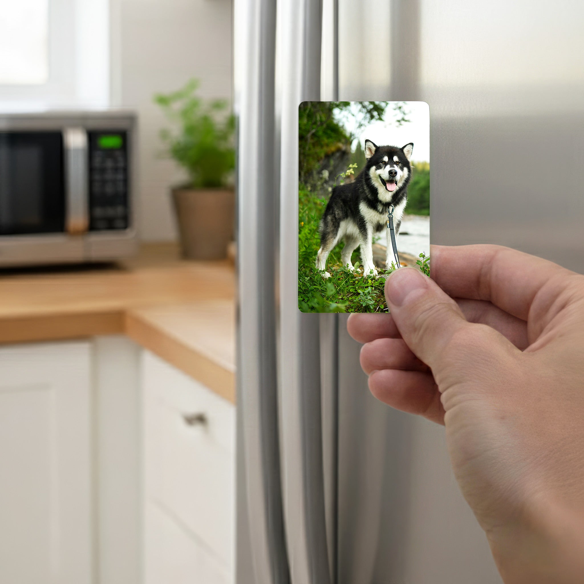 Hand placing personalised Alaskan Malamute photo magnet on kitchen fridge — high-quality Malamute gift for dog owners, made from premium aluminium with fade-resistant print.