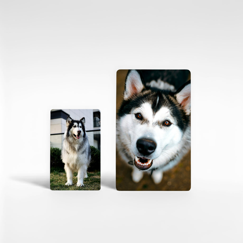 Two personalised Alaskan Malamute fridge magnets in different sizes showing high-quality print finish — customisable Malamute gifts and photo keepsakes made in the UK.
