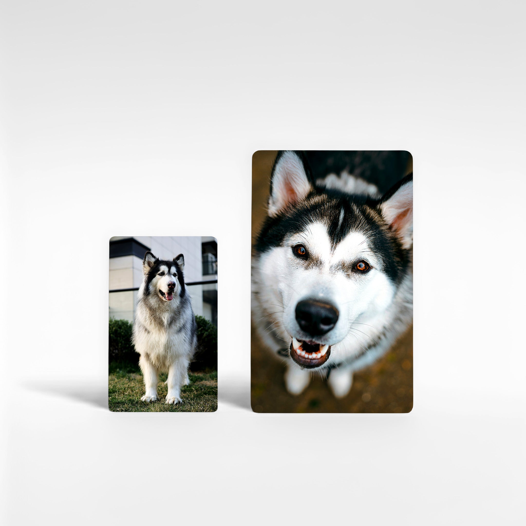 Two personalised Alaskan Malamute fridge magnets in different sizes showing high-quality print finish — customisable Malamute gifts and photo keepsakes made in the UK.