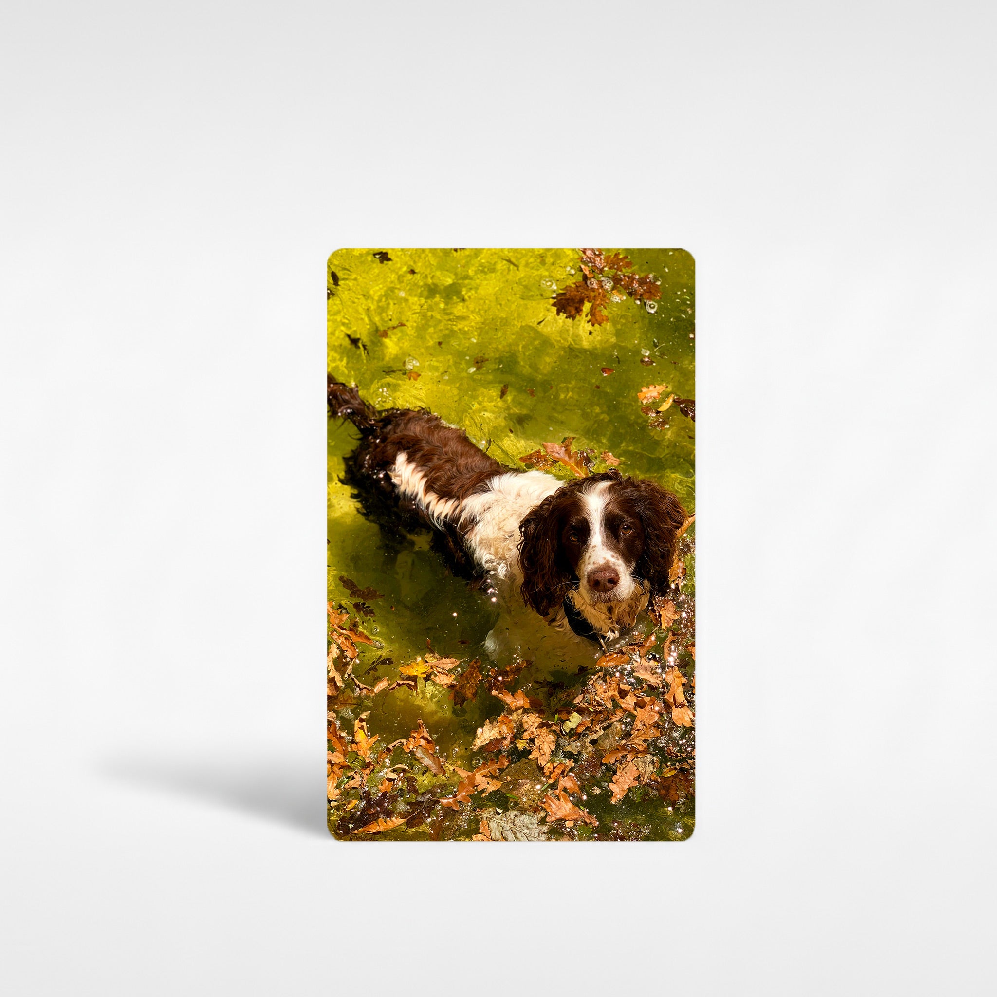 Personalised Springer Spaniel fridge magnet printed with custom dog photo, premium aluminium photo gift for spaniel owners UK