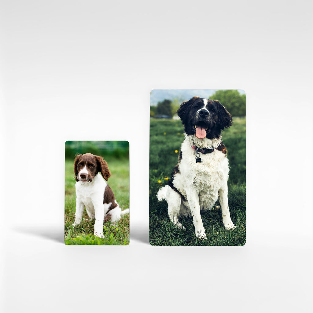 Two personalised Springer Spaniel fridge magnets in small and large sizes, custom photo spaniel gifts handmade in the UK