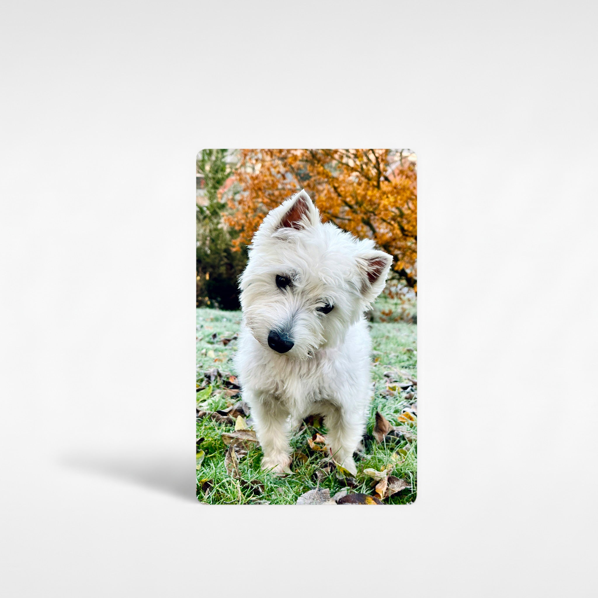 Personalised Westie fridge magnet featuring custom photo of West Highland Terrier in autumn leaves, vibrant high-quality aluminium photo magnet gift for Westie owners UK